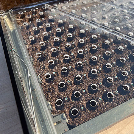 Drop seeder - Image 2